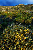 Spiny broom (Calicotome villosa) flowering in landscapes, Kolimvaro, Crete, Greece, April 2009