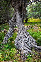 Gnarled trunk of an Olive tree (Olea europea) Kolimvaro, Crete, Greece, April 2009