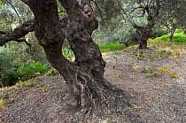 Trunk of an old Olive tree (Olea europea) Kolimvaro, Crete, Greece, April 2009