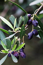 Olives (Olea europea) Kolimvaro, Crete, Greece, April 2009