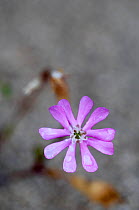 (Silene colorata) flower, Falassarna, Crete, Greece, April 2009