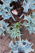Sea holly (Eryngium maritimum) Falassarna, Crete, Greece, April 2009