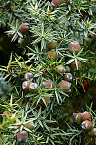 Prickly juniper (Juniperus oxycedrus) with berries, Falassarna, Crete, Greece, April 2009