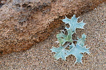 Sea holly (Eryngium maritimum) Falassarna, Crete, Greece, April 2009