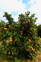 Orange tree (Citrus sinensis) with fruit, Crete, Greece, April 2009
