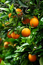 Oranges (Citrus sinensis) on tree, Crete, Greece, April 2009