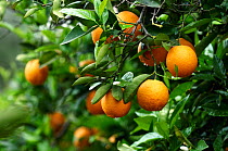 Oranges (Citrus sinensis) Crete, Greece, April 2009
