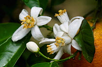 Orange tree (Citrus sinensis) flowers and fruit, Crete, Greece, April 2009