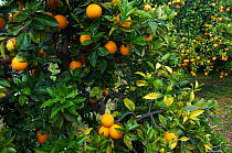 Ripe oranges on tree (Citrus sinensis) Crete, Greece, April 2009