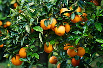 Ripe Oranges (Citrus sinensis) on tree, Crete, Greece, April 2009