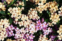 (Daphne sericea) flowers, Omalos, Crete, Greece, April 2009
