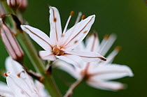 Common asphodel (Asphodelus aestivus) flower, Crete, Greece, April 2009