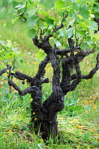 Grape vine shrub (Vitis vinifera) Crete, Greece, April 2009