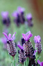 French lavender (Lavandula dentata) flowers, Crete, Greece, April 2009