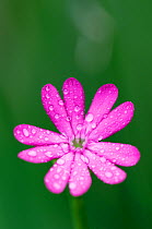 (Silene cretica) flower covered in raindrops, Crete, Greece, April 2009