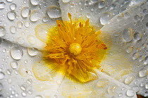 Sage leaved cistus (Cistus salvifolius) close-up of flower covered in raindrops, Crete, Greece, April 2009