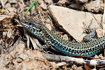 Erhard's wall lizard (Podarcis erhardii) Crete, Greece, April 2009
