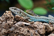 Two Erhard's wall lizards (Podarcis erhardii) Crete, Greece, April 2009