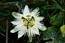 Passion fruit (Passiflora edulis) flower, Crete, Greece, April 2009