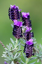 French lavender (Lavandula dentata) flowers, Crete, Greece, April 2009