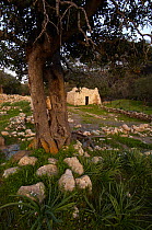 Old tree at Pyros tis Regainas (Queens castle) Akamas Peninsula, Cyprus, May 2009