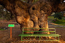 860 year old oak tree with a bench by it, Pyros tis Regainas (Queens castle) Akamas Peninsula, Cyprus, May 2009