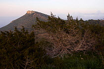 Mountain, Moutti tis Sotiras, Akamas Peninsula, Cyprus, May 2009