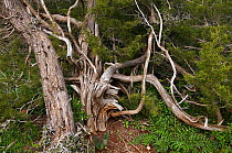 Mediterranean cypress (Cupressus sempervirens) trees, Akamas Peninsula, Cyprus, May 2009