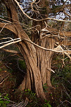 Mediterranean cypress (Cupressus sempervirens) tree trunk, Akamas Peninsula, Cyprus, May 2009