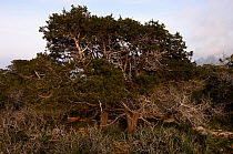 Mediterranean cypress (Cupressus sempervirens) trees, Akamas Peninsula, Cyprus, May 2009