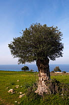 An old Olive tree (Olea europaea) Akamas Peninsula, Cyprus, May 2009
