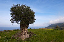 An old Olive tree (Olea europaea) on the coast, Akamas Peninsula, Cyprus, May 2009