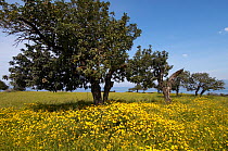 Carob trees / St John's bread (Ceratonia siliqua) in a meadow, Akamas Peninsula, Cyprus, May 2009