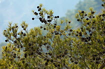Cones on a European black pine (Pinus nigra) Trodos mountains, Cyprus, May 2009