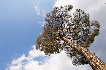 European black pine (Pinus nigra) Trodos mountains, Cyprus, May 2009