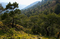 European black pine forest (Pinus nigra) Troodos mountains, Cyprus, May 2009