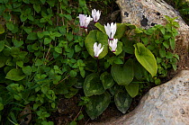 Cyclamen (Cyclamen persicum) in flower, Akamas peninsula, Cyprus, May 2009