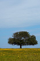 Carob tree / St. John's bread (Ceratonia siliqua) in a meadow, Lachi, Cyprus, May 2009