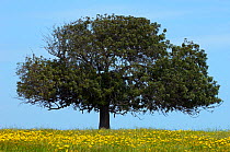 Carob tree / St. John's bread (Ceratonia siliqua) in meadow, Lachi, Cyprus, May 2009