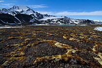 Polygons, permafrost ground, Signehamna, Svalbard, Norway, June 2008