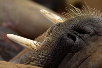 Walrus (Obdobenus rosmarus) close-up of nose, Prins Karls Forland, Svalbard, Norway, July 2008