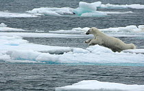 Polar bear (Ursus maritimus) leaping from sea ice, Moselbukta, Svalbard, Norway, July 2008