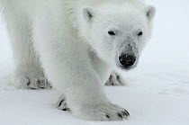 Polar bear (Ursus maritimus) portrait, Svalbard, Norway, July 2008