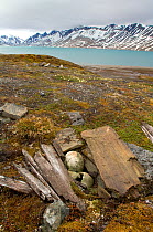 Pomor grave, Trygghamna, Svalbard, Norway, July 2008