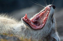Arctic fox (Alopex lagopus) yawning showing teeth, Trygghamna, Svalbard, Norway, July 2008