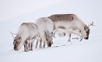 Three Svalbard reindeer (Rangifer tarandus platyrhynchus) grazing, Spitsbergen, Svalbard, March 2009