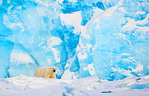 Polar bear (Ursus maritimus) in front of glacier, Spitsbergen, Svalbard, March 2009