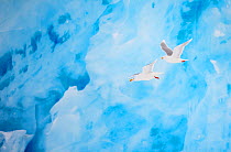 Two Glaucous gulls (Larus hyperboreus) flying past a glacier, Spitsbergen, Svalbard, March 2009