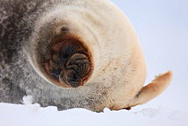 Ringed seal (Pusa hispida) lying on snow, Spitsbergen, Svalbard, March 2009