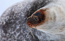 Ringed seal (Pusa hispida) portrait, Spitsbergen, Svalbard, March 2009